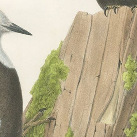 Antique Hand-Colored Print of North American White-Headed Woodpecker Birds, 1869, close-up 1