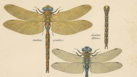 Dragonflies of Central Europe, Set of Three Color Lithographs, 1908, close-up 3