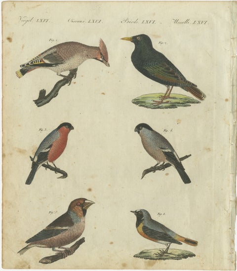 Elegant European Birds: 1805 Handcolored Engraving from Bertuch's Masterpiece, view 2