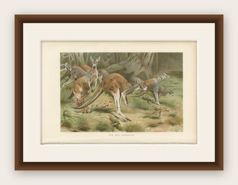 Red Kangaroo, Antique Australian Wildlife Chromolithograph, 1894, shown framed