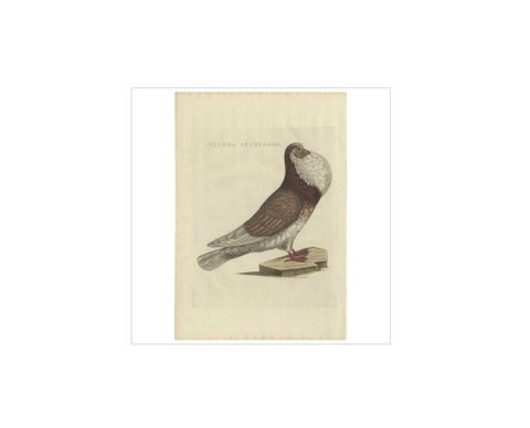 Antique Bird Print of a Cropper Pigeon by Sepp & Nozeman, 1829, view 2