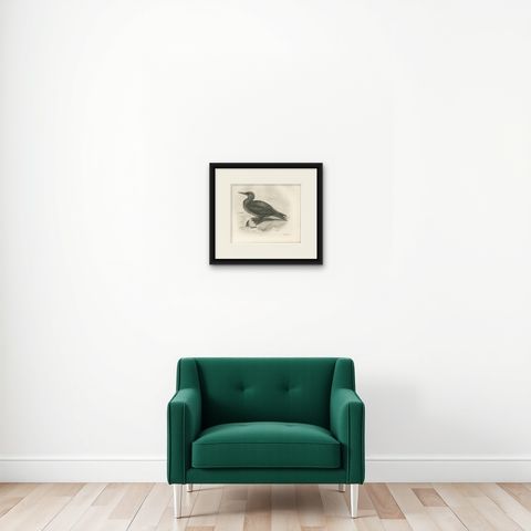 Gannet, Immature, Antique Bird Print after Lilian Medland, circa 1909, shown framed on a wall