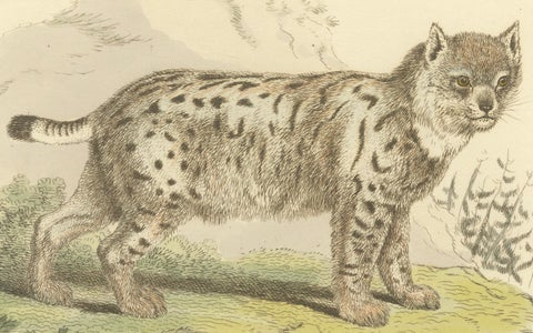 Antique Print with Hand Coloring of a Siberian Lynx, close-up 2