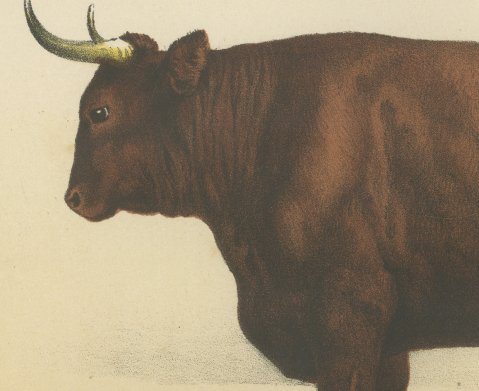 Salers Ox, French Cattle Breed, Antique Chromolithograph by Borie, 1863, close-up 1