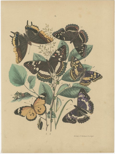 Exquisite 19th-Century Butterfly Lithographs: A Study of Exotic Lepidoptera, view 3