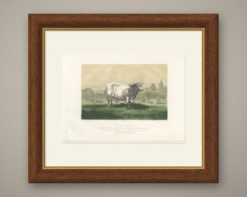 Emilie, Durham Shorthorn Cow of Corbon, Antique Print, 1873, shown framed