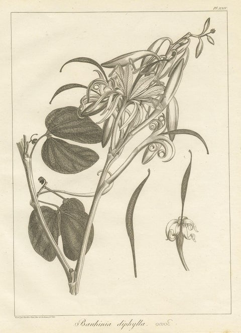 Antique Print of the Bauhinia Diphylla Plant by Symes, 1800, view 4