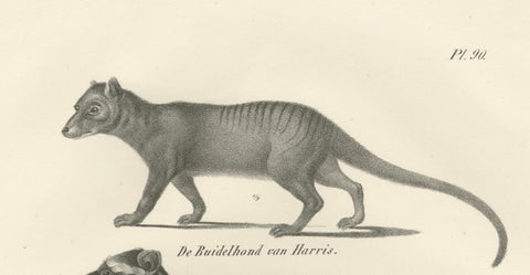 Rare 19th-Century Lithograph of Marsupials Including the Thylacine and Yapok, close-up 4
