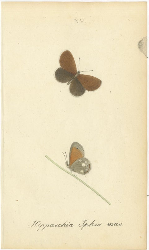 Small-Format Butterfly Engravings with Botanical Studies, 1835, view 7