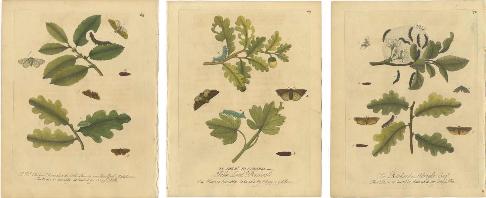 Antique Entomology Print, English Insects on Oak & Elm, Albin 1720