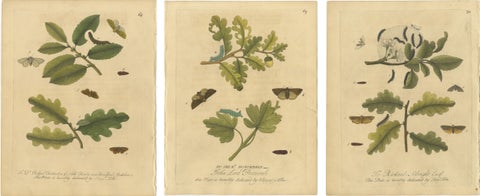 Antique Entomology Print, English Insects on Oak & Elm, Albin 1720