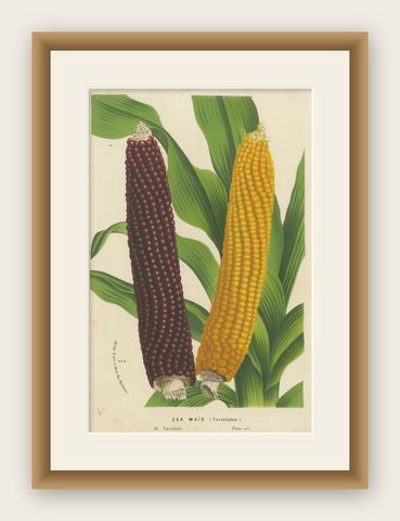 Vibrant Varieties: Showcasing Red and Yellow Maize in Botanical Art, c. 1875, shown framed
