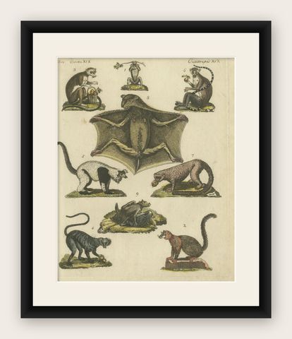 Hand Colored Antique Print of Lemurs and the extinct Mauritian Flying Fox, 1820, shown framed