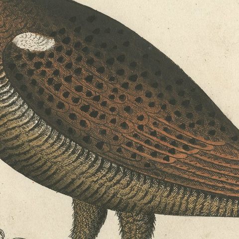Hand Colored Antique Print of a Black Game Hen or Grouse, close-up 2