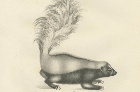 19th-Century Lithograph of a Skunk and European Otter in Exquisite Detail, close-up 3