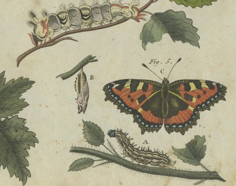 Exquisite Depiction of Butterflies and Caterpillars: A Hand-Colored Engraving, close-up 1