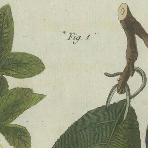 Botanical Study of Plum and Cherry Blossoms and Fruits, Hand-Coloured in 1805, close-up 4