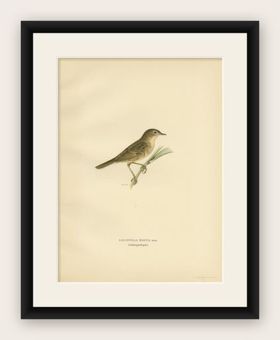 Antique Bird Print of the Common Grasshopper Warbler by Von Wright, 1927, shown framed