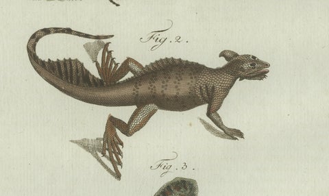 Original Antique Print of Exotic Lizards and Flying Dragon by Bertuch, c. 1800, close-up 4