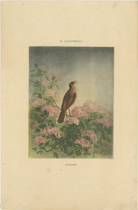The Nightingale's Song - Giacomelli’s Floral and Avian Art, Circa 1891, view 3
