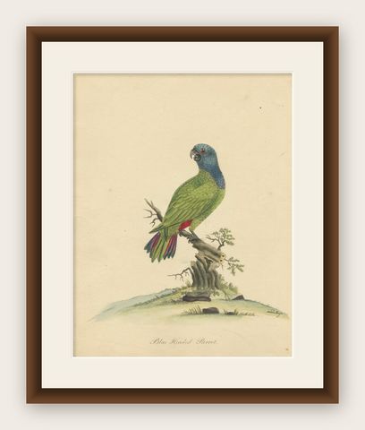 Original Hand-Colored Copperplate Engraving of The Blue-Headed Parrot, 1794, shown framed