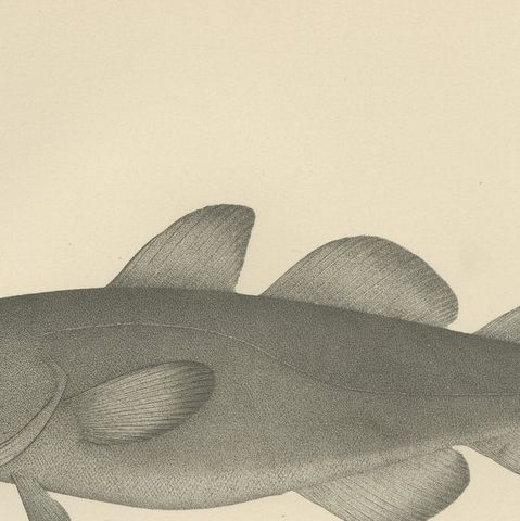 Greenland Cod, Pout and Poor Cod - Intricate Scandinavian Fish Lithograph, 1895, close-up 6