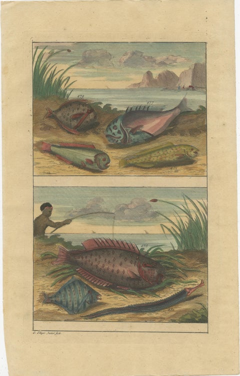 Set of 12 Colored Antique Prints of various Fish species and other Marine Life, view 10
