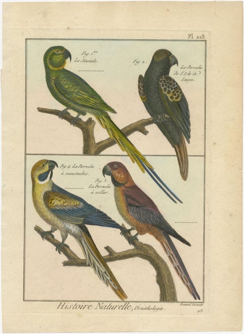 Beautiful, Richly Colored, Copper Engraving of Parakeets '1792', view 2