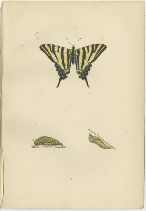 Evolutions of Elegance: A Victorian Trio of British Butterflies, 1890, view 3