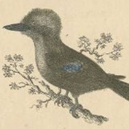 Antique Bird Print of Various Bird Species, c.1852, close-up 2