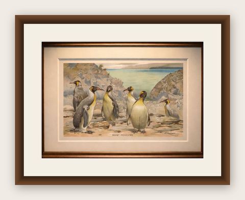 Antique Penguin Print Giant Penguins Coastal Scene Chromolithograph c.1895, shown framed