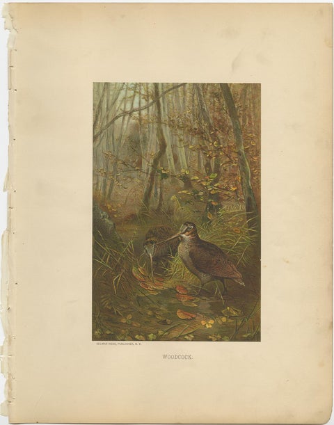 Antique Bird Print of The Woodcock by Prang, 1898, view 2