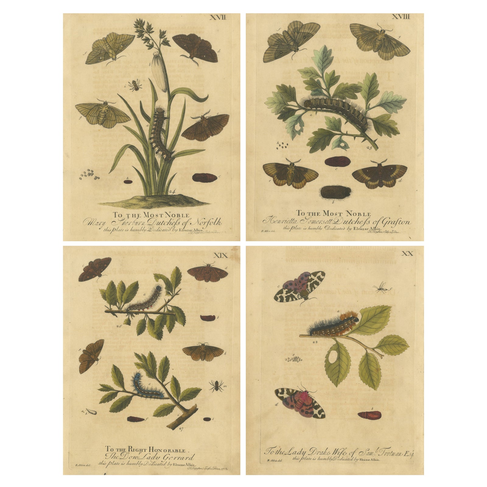 English Moths & Caterpillars, Common Rustic, Drab & Tiger Moths, Albin 1720