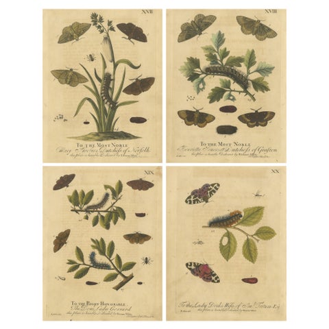 English Moths & Caterpillars, Common Rustic, Drab & Tiger Moths, Albin 1720
