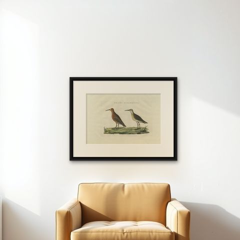 Antique Bird Print of the Curlew Sandpiper by Sepp & Nozeman, 1829, shown framed on a wall