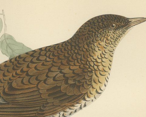 White's Thrush with Scalloped Plumage, Hand Colored Print, Morris, 1896, close-up 1