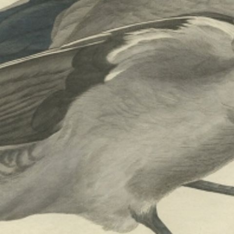 Antique Bird Print of the Hooded Crow by Sepp & Nozeman, 1797, close-up 2