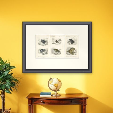 Set of 3 Antique Prints of Frogs and Toads, shown framed on a wall