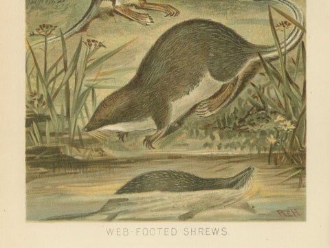 Web-Footed Shrews, Rare Antique Mammal Print, Victorian Zoology 1894, close-up 5