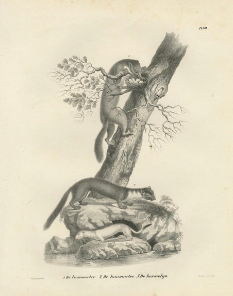 19th-Century Lithograph of Pine Marten, Beech Marten, and Ermine in Nature, close-up 5