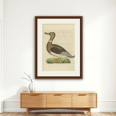 Antique Bird Print of a Male Domestic Duck by Sepp & Nozeman, 1809, shown framed on a wall