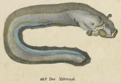 Original Antique Print of an Electric Eel, close-up 1