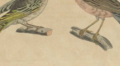 Goldcrest and Firecrest with Songbirds, Antique Bertuch Print, circa 1820, close-up 2