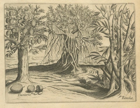 De Bry Indian Botanical Engravings, Coconut, Bamboo & Cashew Trees, c.1598, close-up 2