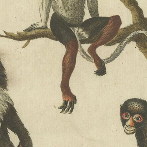Antique Animal Handcolored Engraving of Various Monkeys by Bertuch, circa 1800, close-up 2