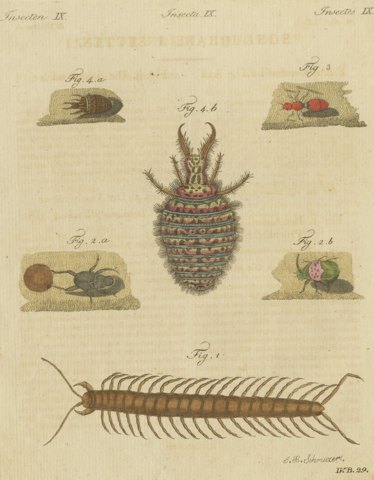 Centipede, Dung Beetle and Ant Lion, Antique Bertuch Print, circa 1805