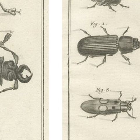 Pair of Antique Engravings of Beetles & Insects from Diderot’s Encyclopédie 1770, close-up 4