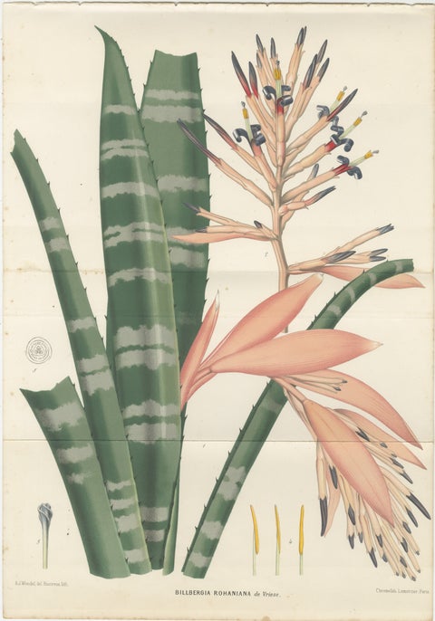 Antique Botanical Lithograph, Rohan’s Billbergia, de Vriese, 1856, view 2
