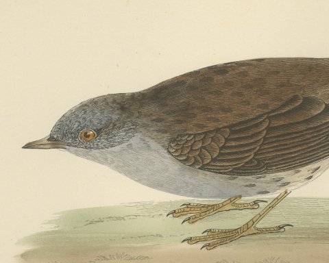 Dunnock Foraging on Turf, Hand Colored Bird Print, Morris, 1896, close-up 1