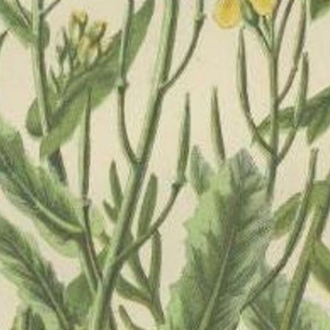 Antique Botany Print of Common Wild Navew, c.1860, close-up 2